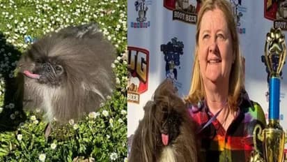 4 ലക്ഷം സമ്മാനം, ലോകത്തിലെ ഏറ്റവും വിരൂപനായ നായയായി തെരഞ്ഞെടുക്കപ്പെട്ട വൈൽഡ് താങ്