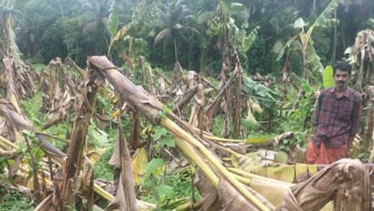 ശക്തമായ കാറ്റിലും മഴയിലും വൻ കൃഷിനാശം: കോഴിക്കോട് ചാത്തമംഗലത്ത് ഒടിഞ്ഞു വീണത് 500ഓളം വാഴകള്