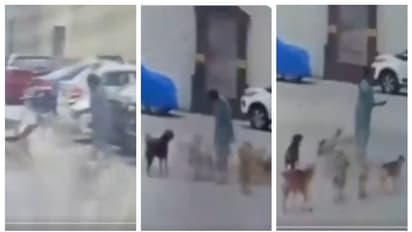 ഓടിച്ചിട്ടും ഓടിച്ചിട്ടും പോകാതെ നായ്ക്കൾ; പത്ത് ഇരുപത് നായ്ക്കൾ ചേർന്ന് ഒരു സ്ത്രീയെ അക്രമിക്കന്ന വീഡിയോ വൈറൽ