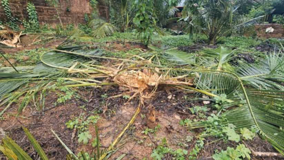 ജനവാസ മേഖലയിൽ ഭീതിപരത്തി വീണ്ടും കാട്ടാന; കരുളായിയിൽ കാർഷിക വിളകൾ നശിപ്പിച്ച് ഒറ്റയാൻ