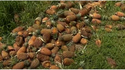 ഫാക്ടംഫോസ് ഉൾപ്പെടെ രാസവളം കിട്ടാനില്ല, പൈനാപ്പിള്‍ കര്‍ഷകര്‍ പ്രതിസന്ധിയില്‍