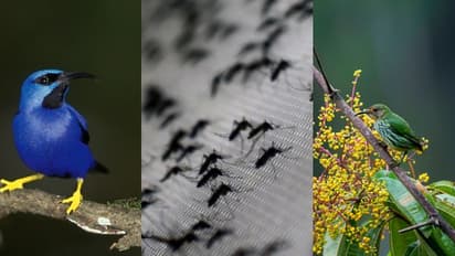 അതിവേഗതയിൽ വംശനാശ ഭീഷണിയിലേക്ക് ചെറുപക്ഷികൾ, ഹവായിയിൽ ഹെലികോപ്ടറിൽ കൊതുകിനെ വർഷിച്ച് അമേരിക്ക