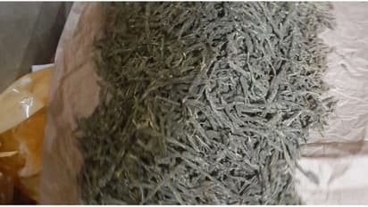 സ്ഥിരമായി ഒഡീഷയിൽ നിന്ന് കൊറിയർ, റെയ്ഡിൽ കഞ്ചാവ് പിടികൂടി; യുവാവ് അറസ്റ്റിൽ