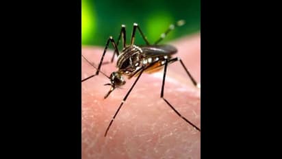 ಬೆಂಗಳೂರಿನಲ್ಲಿ ಡೆಂಘೀಗೆ ಇಬ್ಬರು ಬಲಿ..!