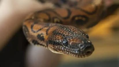 ആണാണെന്ന് കരുതിയ പാമ്പിന് ഇണയില്ലാതെ തന്നെ 14 കുഞ്ഞുങ്ങൾ