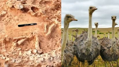 41,000 വർഷം പഴക്കം, ലോകത്തെ ഇതുവരെയുള്ളതിൽ ഏറ്റവും പുരാതനമായ ഒട്ടകപക്ഷിക്കൂട്; കണ്ടെത്തിയത് ഇന്ത്യയിൽ