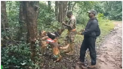 സ്വാഭാവിക ചന്ദന തോട്ടങ്ങളിൽ നിന്ന് മോഷണം പോയത് അഞ്ച് മരങ്ങൾ; പ്രതികളെക്കുറിച്ച് സൂചനയില്ലാതെ വനം വകുപ്പ്