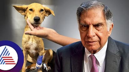 മരണം മുന്നിൽ കണ്ട് നായക്കുട്ടി; ജീവൻ രക്ഷിക്കാൻ മുന്നിട്ടിറങ്ങി രത്തൻ ടാറ്റ