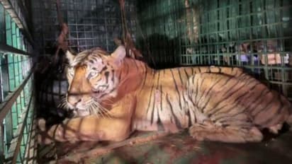 തോൽപ്പെട്ടി 17ാമനെ നെയ്യാർ സഫാരി പാർക്കിലേക്ക് മാറ്റും