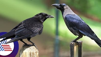 What does it mean when crow hits on head? Remedies and astrological signficance