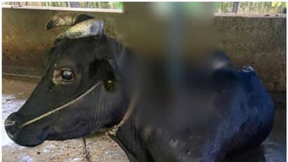 ഇരുമ്പ് പൈപ്പ് ശരീരത്തിൽ കുത്തി കയറിയ പശുവിനെ രക്ഷപ്പെടുത്തി