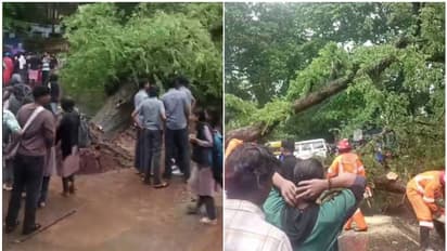 പാലക്കാട് ചെറുപ്പുളശ്ശേരി സ്കൂളിന്റെ മുന്നിൽ മരം കടപുഴകി വീണു; 8 വിദ്യാർഥികൾക്ക് പരിക്ക്,​ ഒഴിവായത് വൻദുരന്തം