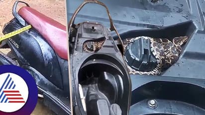 ಮಳೆ ಹೆಚ್ಚಾಗುತ್ತಿದ್ದಂತೆ ಸ್ಕೂಟರ್ ಏರಿ ಬೆಚ್ಚಗೆ ಕುಳಿತ ಬುಸ್‌ ಬುಸ್‌ ಸ್ನೇಕ್: ವೀಡಿಯೋ