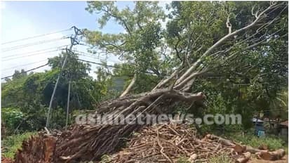 കെഎസ്ഇബിയോ പിഡബ്ല്യുഡിയോ, ആര് മുറിച്ച് മാറ്റും മരം ? തർക്കം; പൊട്ടി വീണ മരം കെഎസ്ഇബി ലൈനിൽ കിടക്കുന്നു