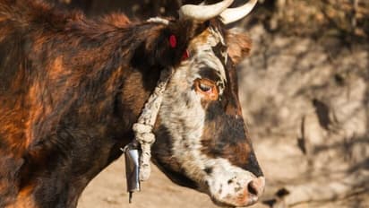 Meet Gorakh, UP's lone Gangatiri bull that has contributed over 50k doses of semen to conserve elite breed
