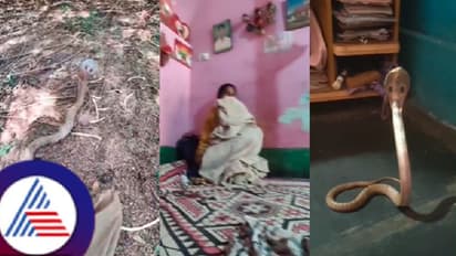 ನಾಗಪಂಚಮಿಗೆ ತಿಂಗಳ ಮೊದಲೇ ಮನೆಗೆ ಬಂದ ನಾಗಪ್ಪ!