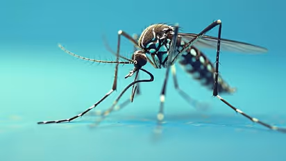 गर्भवती मां के भ्रूण में पहुंचा Zika Virus, होने वाले बच्चे को छोटे सिर से लेकर कम दिमाग का खतरा