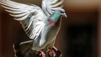 പ്രാവിനെ വെടിവച്ചു വീഴ്‍ത്തിയ ഒളിമ്പിക്സ്