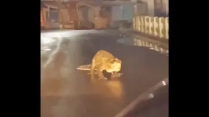 Viral Video: Crocodile Roams Maharashtra Road Amidst Heavy Rains, Evokes Mixed Reactions [watch]