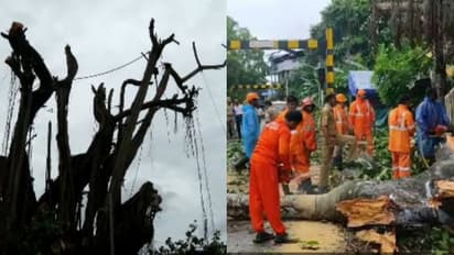 ഒരു ജീവൻ നഷ്ടമാകേണ്ടി വന്നു അധികൃതരുടെ കണ്ണ് തുറക്കാൻ, കൊല്ലത്ത് കൂറ്റൻ ആൽമരത്തിന്റെ ശിഖരങ്ങൾ മുറിച്ചു മാറ്റി