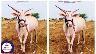 ವಿಜಯಪುರದಲ್ಲಿ ಒಂಟಿ ಎತ್ತು ದಾಖಲೆಯ ಮಾರಾಟ, 18 ಲಕ್ಷ 1 ಸಾವಿರಕ್ಕೆ ಸೋಲ್ಡ್‌!