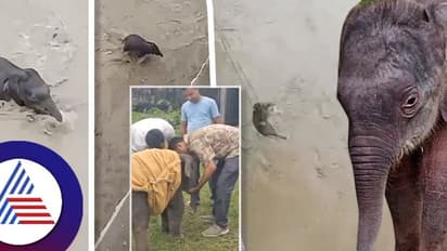 ಅಸ್ಸಾಂ ಪ್ರವಾಹದಲ್ಲಿ ಕೊಚ್ಚಿ ಹೋದ ಮರಿ ಆನೆ ರಕ್ಷಿಸಿದ ಅರಣ್ಯಾಧಿಕಾರಿ ತಂಡ, ವಿಡಿಯೋ!