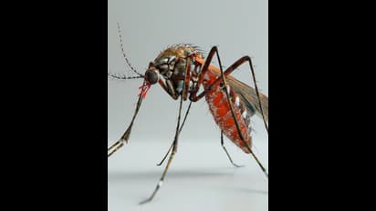 ಬೆಂಗ್ಳೂರಲ್ಲಿ ಡೆಂಘೀ ಹೆಚ್ಚಳ: ಸ್ವಚ್ಛತೆ ನಿರ್ಲಕ್ಷ್ಯಕ್ಕೆ ಬೀಳಲಿದೆ ದಂಡ..!