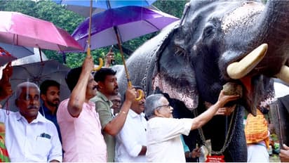 ദേവദാസിന് ചോറുരുള നല്‍കി ഉദ്ഘാടനം; ഗുരുവായൂര്‍ ആനക്കോട്ടയിലെ കരിവീരന്‍മാര്‍ക്ക് ഇനി ഒരു മാസം സുഖചികിത്സ