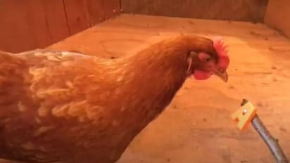 ശരിക്കും നീ കോഴി തന്നെടെ? ലേസി നേടിയത് ലോക റെക്കോർഡ്, എന്തിനെന്നറിഞ്ഞാൽ അതിശയിച്ചുപോകും