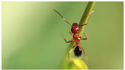 ഉറുമ്പുകള് മുറിവേറ്റ കാല് ശസ്ത്രക്രിയയിലൂടെ മുറിച്ച് മാറ്റും; പുതിയ പഠനം