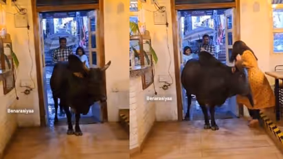 ദേ പെരുമഴയത്ത് കഫേയിലൊരു കാള, മാനേജർ രക്ഷപ്പെട്ടത് തലനാരിഴയ്‍ക്ക്, വീഡിയോ