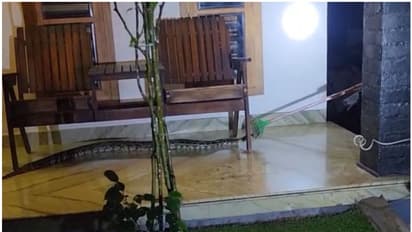 ജോലി കഴിഞ്ഞ് വരുമ്പോള് രാത്രി വീട്ടില് കണ്ടത് ഭീമന് പെരുമ്പാമ്പ്; പിടികൂടി വനം വകുപ്പിന് കൈമാറി