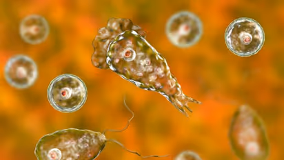 brain eating amoeba