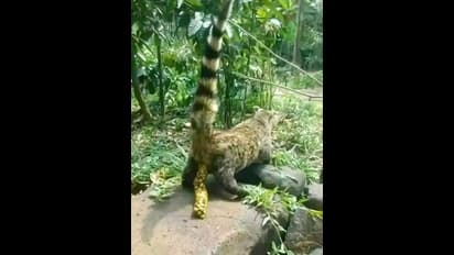  ಒಂದು ಕಪ್‌ ಕಾಫಿಗೆ 6000! ಯಾಕಿಷ್ಷು ದುಬಾರಿ ಈ ಕಾಫಿ ಗೊತ್ತಾ?