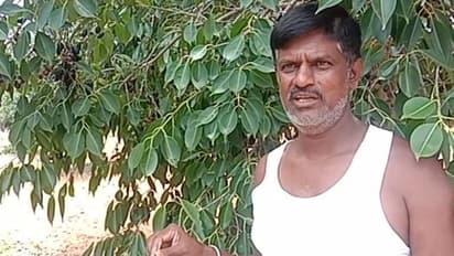 ನೇರಳೆ ಬೆಳೆಯಿಂದ ಲಕ್ಷ ಲಕ್ಷ ಆದಾಯ ಗಳಿಸುತ್ತಿರುವ ರೈತ: ಕೃಷಿಯಲ್ಲಿ BMTC ನಿರ್ವಾಹಕ ವೇಣುಗೋಪಾಲ ಬಂಗಾರದ ಬದುಕು