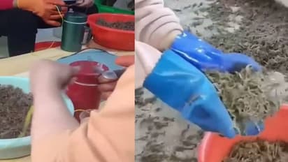 കോടികളുടെ വ്യവസായം? തേളുകളെ വളർത്തി വിഷമെടുക്കുന്നതിങ്ങനെ, വീഡിയോ വൈറൽ