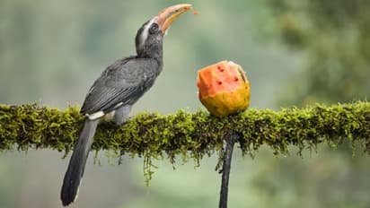 Fauna List: जीव-जंतुओं की लिस्ट तैयार कर भारत ने रचा इतिहास, बना ऐसा पहला देश, जानें खास बातें