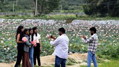Chikkamagaluru: ಮುತ್ತಾವರದ ತಾವರೆಕೆರೆಯಲ್ಲಿ ಅರಳಿದ ಸಾವಿರಾರು ತಾವರೆ ಹೂಗಳು: ಸೆಲ್ಪಿಗೆ ಮುಗಿಬಿದ್ದ ಯುವಜನತೆ