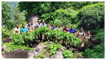 81 തടങ്ങളിലായി 604 ചെടികൾ; പിഴുതെടുത്ത് നശിപ്പിച്ച് എക്സൈസ്; ​അ​ഗളിയിൽ വൻ കഞ്ചാവ് വേട്ട