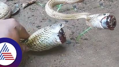 Viral Video ಸಿರಪ್ ಬಾಟಲಿ ನುಂಗಿ ಒದ್ದಾಡುತ್ತಿದ್ದ ನಾಗರ ಹಾವು ರಕ್ಷಿಸಿದ ಉರಗ ಪ್ರೇಮಿ!