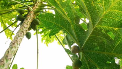 കൃഷി ഓഫീസ‌ർ പറ‍ഞ്ഞു, ഇത് അപൂര്‍വം, കാണേണ്ടതെന്ന് നാട്ടുകാരും, ഇതോടെ കാഴ്ചക്കാരേറെ, കൗതുകം ഇലയിൽ വിരിഞ്ഞ പപ്പായ