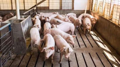 തൃശൂരിൽ ആഫ്രിക്കൻ പന്നിപ്പനി; കള്ളിങ് നടത്തും, മനുഷ്യരിലേക്ക് പടരാൻ സാധ്യത കുറവാണെന്ന് അധികൃതർ