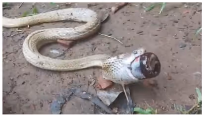 'ചുമ മരുന്ന് കുടിച്ചതാ സാറേ'; കഫ് സിറപ്പ് ബോട്ടില്‍ വീഴുങ്ങാന്‍ ശ്രമിച്ച് പെട്ടുപോയ മൂര്‍ഖന്‍റെ വീഡിയോ വൈറല്‍ 