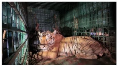 കേണിച്ചിറയിൽ പിടികൂടിയ കടുവയെ തിരുവനന്തപുരം മൃഗശാലയിലെത്തിച്ചു, ഇനി ക്വാറന്റീൻ; ബംഗാൾ പെൺകടുവയ്ക്ക് കൂട്ടായി