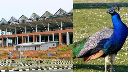 റൺവേയിൽ വിമാനം മാത്രമല്ല, പറന്നിറങ്ങാൻ മറ്റൊരു കൂട്ടരും; കണ്ണൂർ വിമാനത്താവളത്തിൽ മയിലുകളെ പിടികൂടാൻ തീരുമാനം