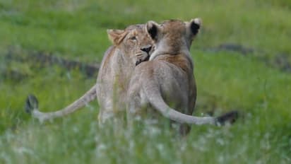മാനിനെ വേട്ടയാടുന്നതിനിടയിൽ തുറന്ന് കിടന്ന കിണറ്റിൽ വീണു, ഗുജറാത്തിൽ പെൺ സിംഹം ചത്തു, മാൻ രക്ഷപ്പെട്ടു