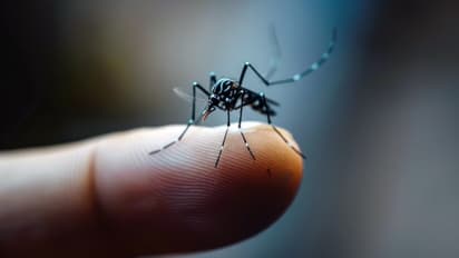 National Dengue Day 2025: 3 Budget-Friendly mosquito repellents to keep you bite-free daily