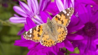 പൂമ്പാറ്റകൾ ഇത്രയൊക്കെ പറക്കുമോ? അന്തംവിട്ട് ​ഗവേഷകർ, ആഫ്രിക്കയിൽ നിന്നും തെക്കേ അമേരിക്ക വരെ പറന്നു