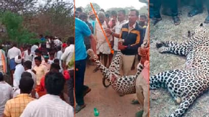 ಮೂವರ ಮೇಲೆ ದಾಳಿ ನಡೆಸಿದ್ದ ಚಿರತೆ; ಕಂಡ ಕ್ಷಣವೇ ಅಟ್ಟಾಡಿಸಿ ಕೊಚ್ಚಿ ಕೊಂದ ಗ್ರಾಮಸ್ಥರು!