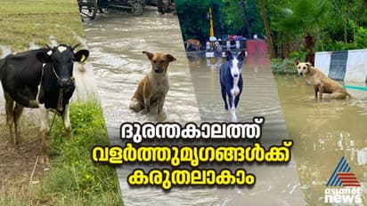 മഴക്കാല മുന്നൊരുക്കം; മനുഷ്യര്‍ക്ക് മാത്രം പോരാ, വളര്‍ത്തു മൃഗങ്ങളും അതിജീവിക്കണം 